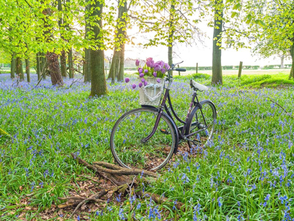 Picture of BICYCLE IN SPRING FOREST WITH BUNCH OF FLOWERS