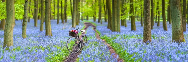 Picture of BICYCLE IN SPRING FOREST