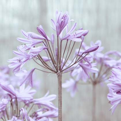 Picture of AFRICAN LILIES