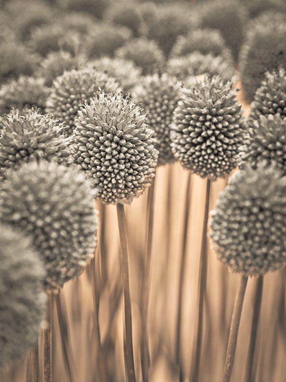 Picture of ALLIUM FLOWERS