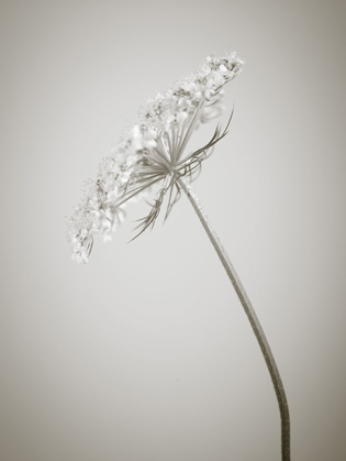 Picture of COW PARSLEY FLOWER