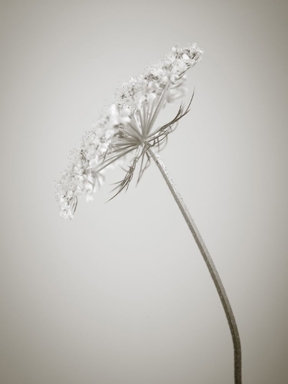 Picture of COW PARSLEY FLOWER