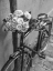 Picture of BUNCH OF ROSES ON BICYCLE, PARIS, FRANCE