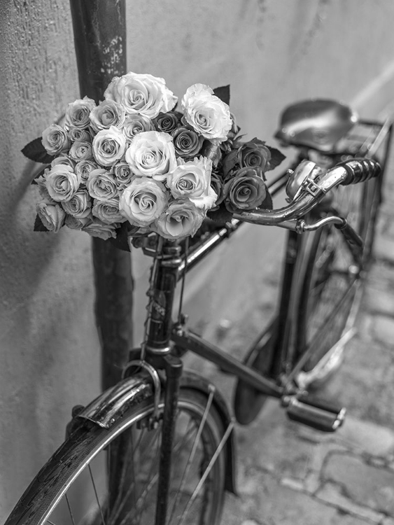 Picture of BUNCH OF ROSES ON BICYCLE, PARIS, FRANCE