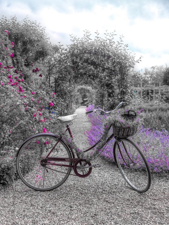 Picture of BICYCLE ON A GARDEN PATH