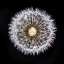 Picture of DANDELION CLOCK