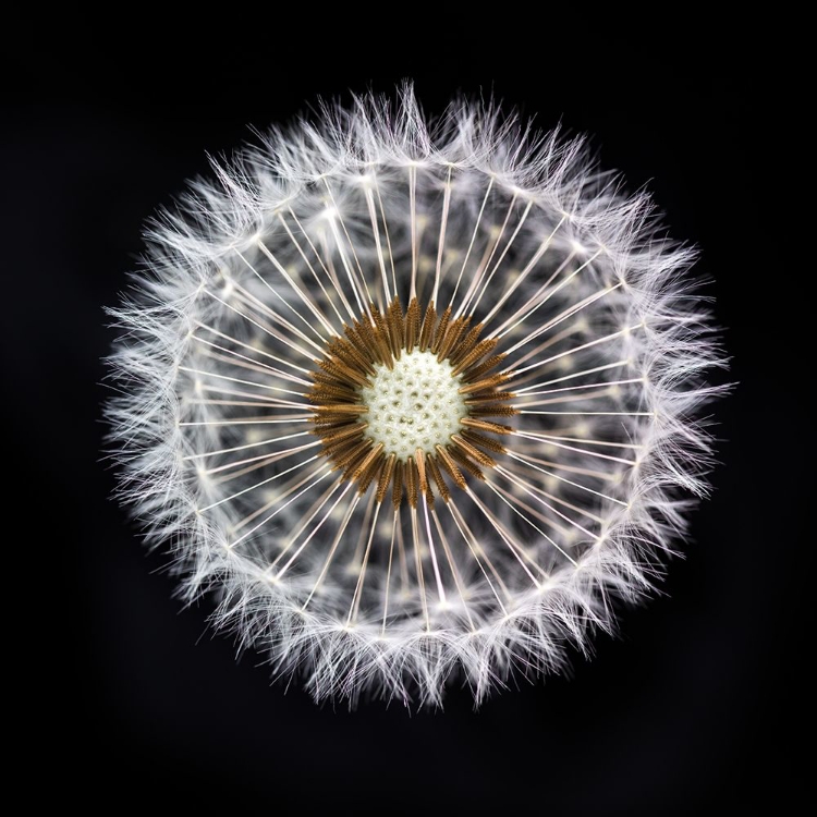 Picture of DANDELION CLOCK