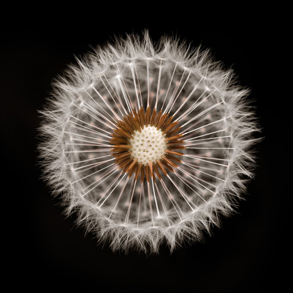 Picture of DANDELION CLOCK OVER BLACK BACKGROUND