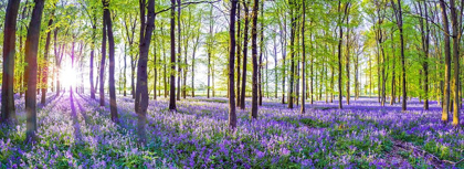 Picture of BLUEBELLS
