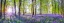 Picture of BLUEBELLS
