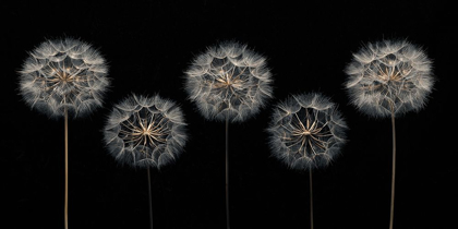 Picture of DANDELION FLOWERS OVER BLACK BACKGROUND