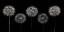 Picture of DANDELION FLOWERS OVER BLACK BACKGROUND