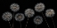 Picture of DANDELION FLOWERS OVER BLACK BACKGROUND