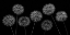 Picture of DANDELION FLOWERS OVER BLACK BACKGROUND