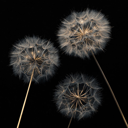 Picture of DANDELION FLOWERS OVER BLACK BACKGROUND