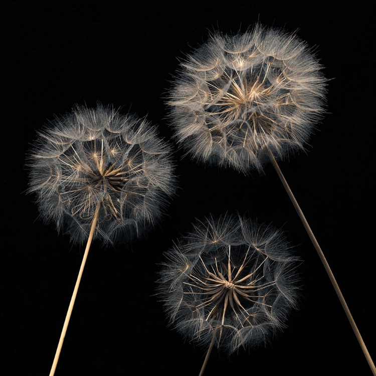 Picture of DANDELION FLOWERS OVER BLACK BACKGROUND