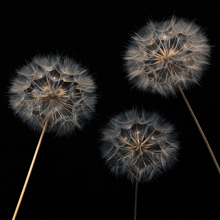 Picture of DANDELION FLOWERS OVER BLACK BACKGROUND