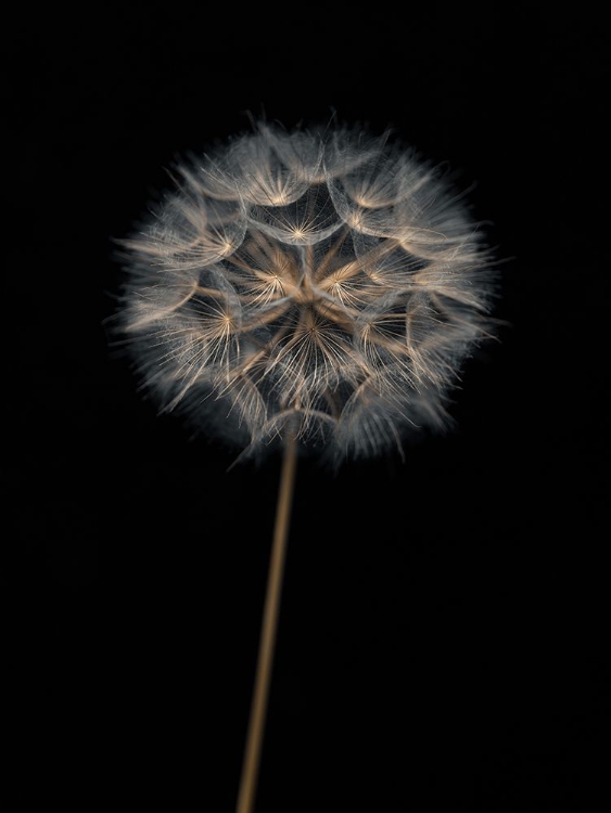 Picture of DANDELION FLOWER OVER BLACK BACKGROUND