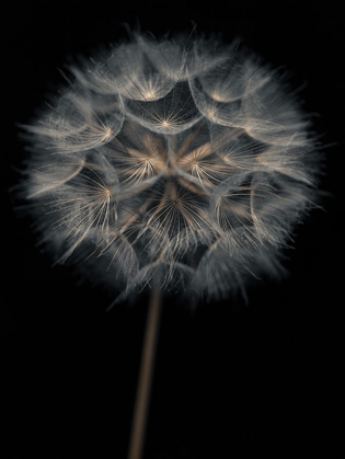 Picture of DANDELION FLOWER OVER BLACK BACKGROUND