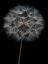 Picture of DANDELION FLOWER OVER BLACK BACKGROUND