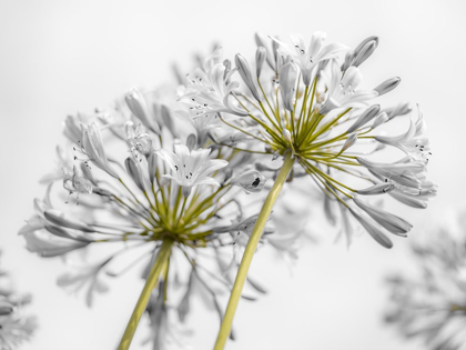 Picture of AFRICAN LILY FLOWERS