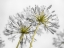 Picture of AFRICAN LILY FLOWERS
