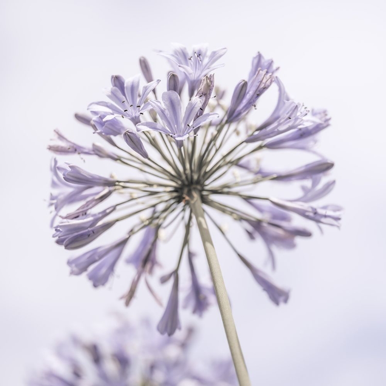 Picture of AFRICAN LILY FLOWERS