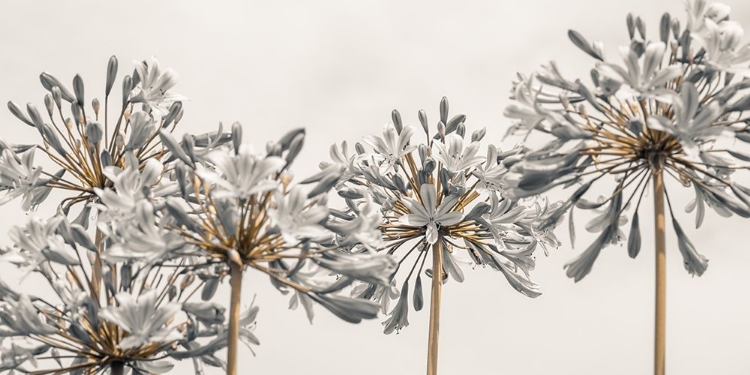 Picture of AFRICAN LILY FLOWERS