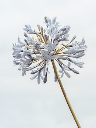 Picture of AFRICAN LILY FLOWER