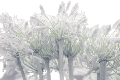 Picture of AFRICAN LILY FLOWERS