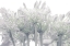 Picture of AFRICAN LILY FLOWERS