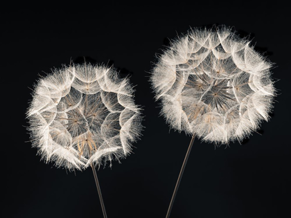 Picture of DANDELION CLOCK ON BLACK BACKGROUND