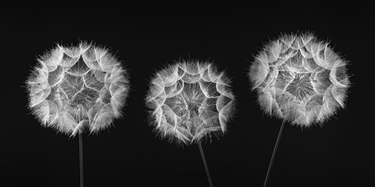 Picture of DANDELION CLOCK ON BLACK BACKGROUND