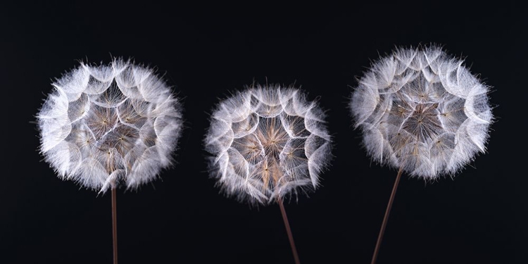 Picture of DANDELION CLOCK ON BLACK BACKGROUND