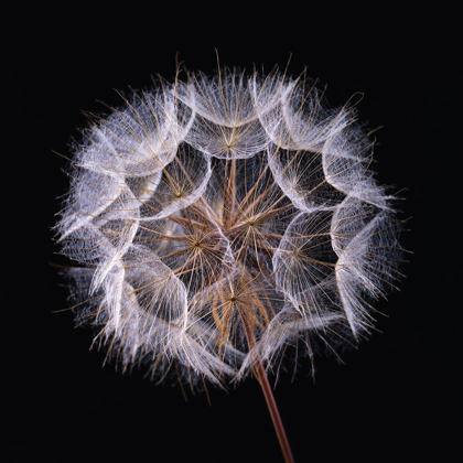 Picture of DANDELION CLOCK ON BLACK BACKGROUND