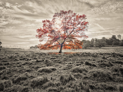 Picture of SINGLE TREE AT AUTUMN