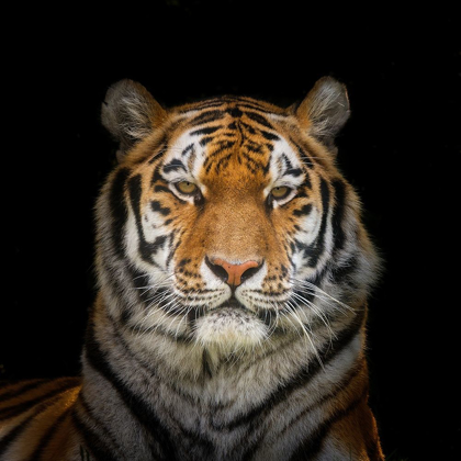 Picture of TIGER FACE