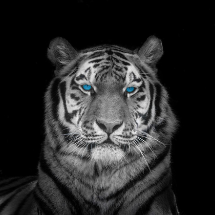 Picture of BLUE EYES TIGER FACE
