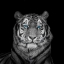 Picture of BLUE EYES TIGER FACE