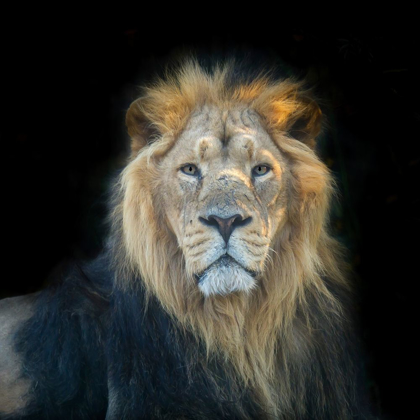 Picture of LION FACE