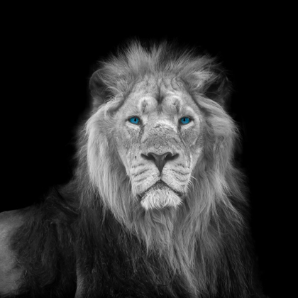 Picture of BLUE EYES LION FACE