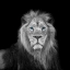 Picture of BLUE EYES LION FACE