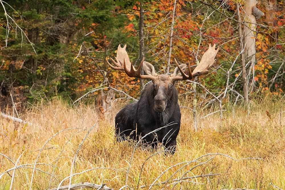 Portrait of a Bull Moose in Algonquin Park