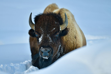 Picture of WINTER BISON