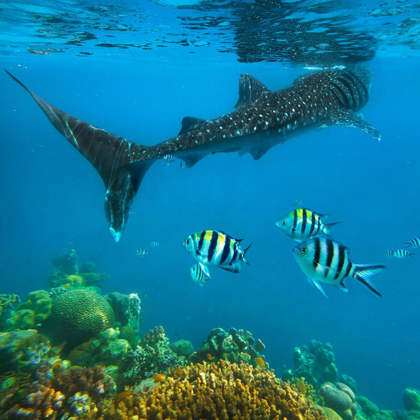 Picture of SCISSOR-TAILED SERGEANT MAJOR FISH AND WHALE SHARK-CEBU ISLAND-PHILIPPINES