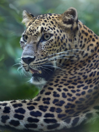 Picture of LEOPARD