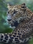 Picture of LEOPARD