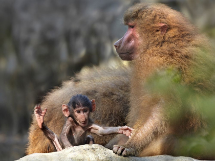 Picture of HAMADRYAS BABOON WITH BABY