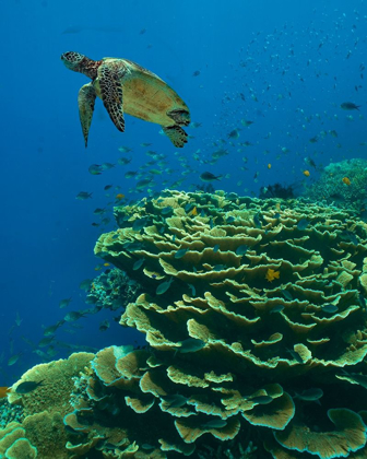 Picture of GREEN SEA TURTLE-BUTTERFLY FISH AND SHELF CORAL-NINGALOO REEF-AUSTRALIA