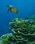Picture of GREEN SEA TURTLE-BUTTERFLY FISH AND SHELF CORAL-NINGALOO REEF-AUSTRALIA